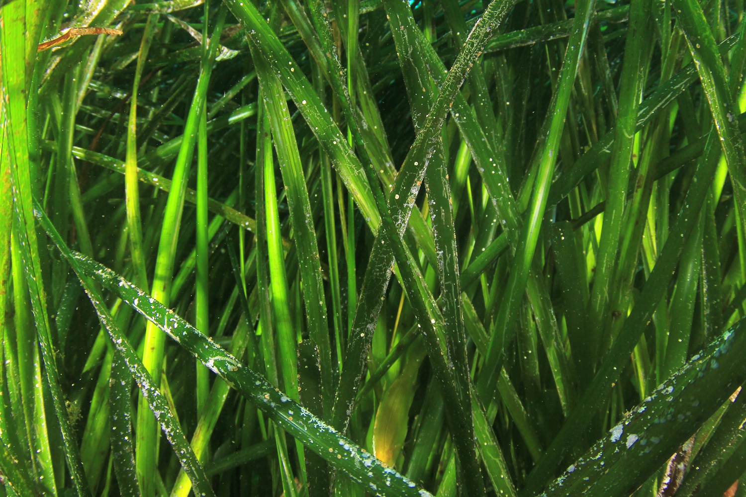 seagrass