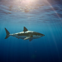great white shark swimming through blue water