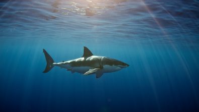 great white shark swimming through blue water