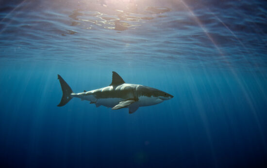 great white shark swimming through blue water