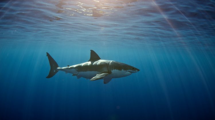 great white shark swimming through blue water