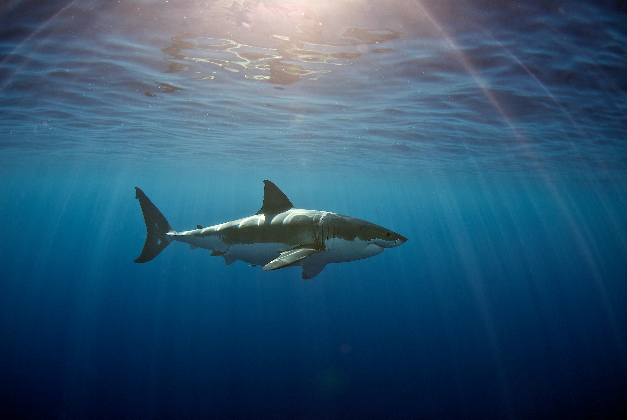 A great white shark in Australia, which is where you should go if you're asking 'Where can you dive with great white sharks?'