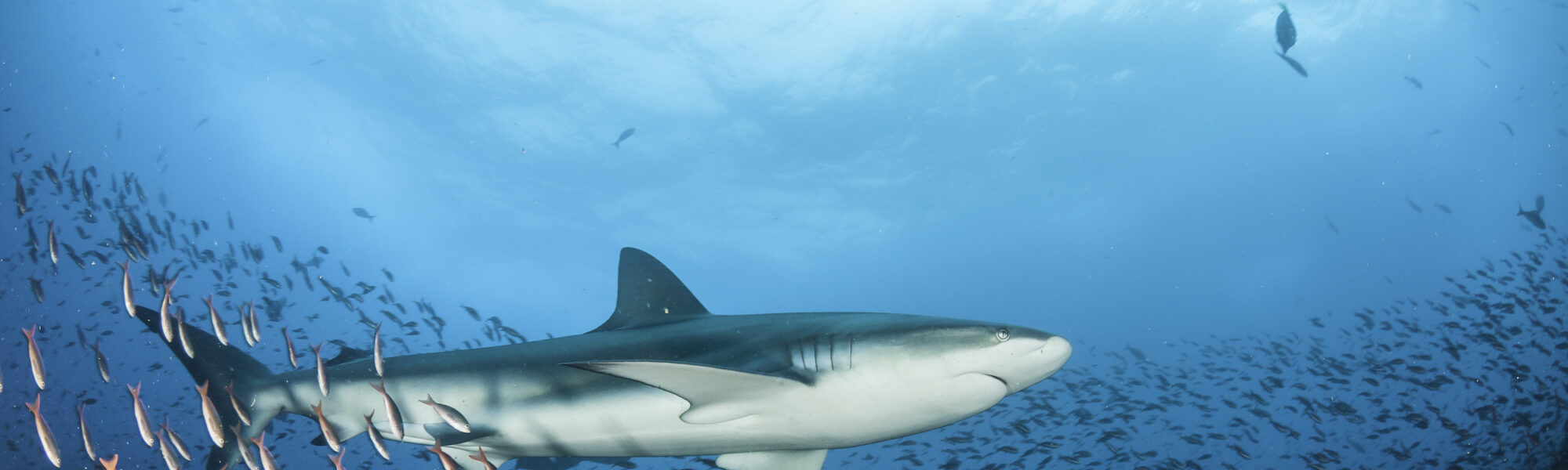 What are Marine Protected Areas & Why Should You Care About Them?