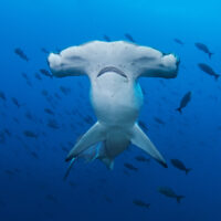 Scalloped-hammerhead-PADI-shutterstock
