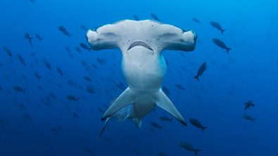 Scalloped-hammerhead-PADI-shutterstock