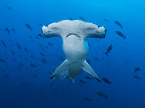 Scalloped-hammerhead-PADI-shutterstock