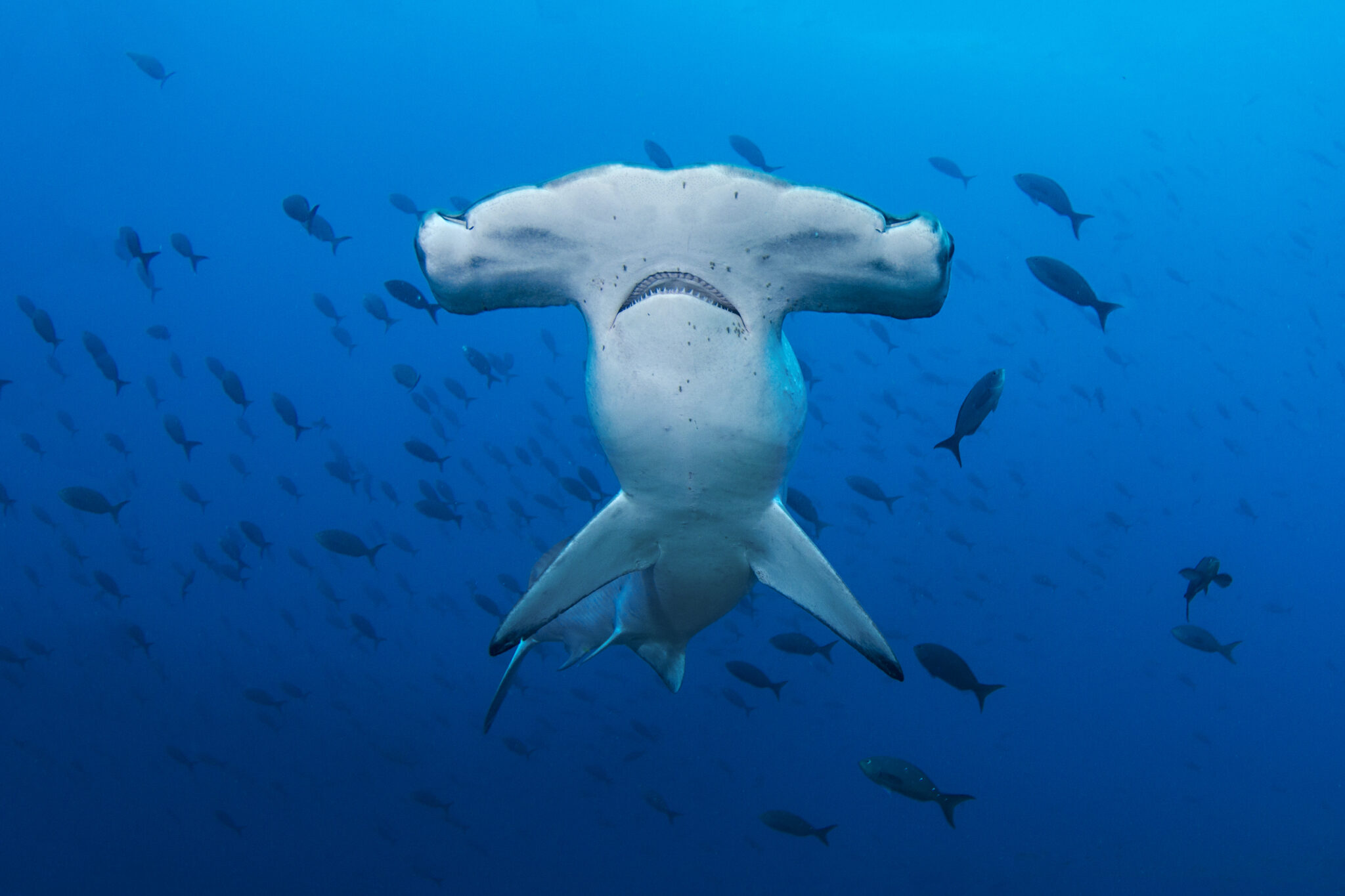 A hammerhead shark faces the camera in the Galapagos Islands, Ecuador, one of the top scuba diving destinations for sharks
