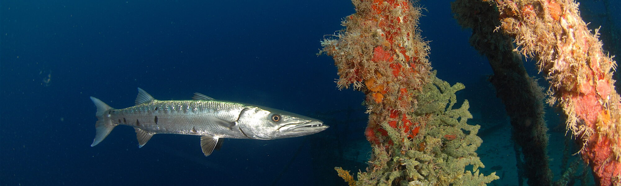 Celebrating 20 Years of Florida Keys Wreck Diving on the Spiegel Grove