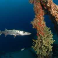 Spiegel-Grove-Florida-Keys-PADI-Shutterstock