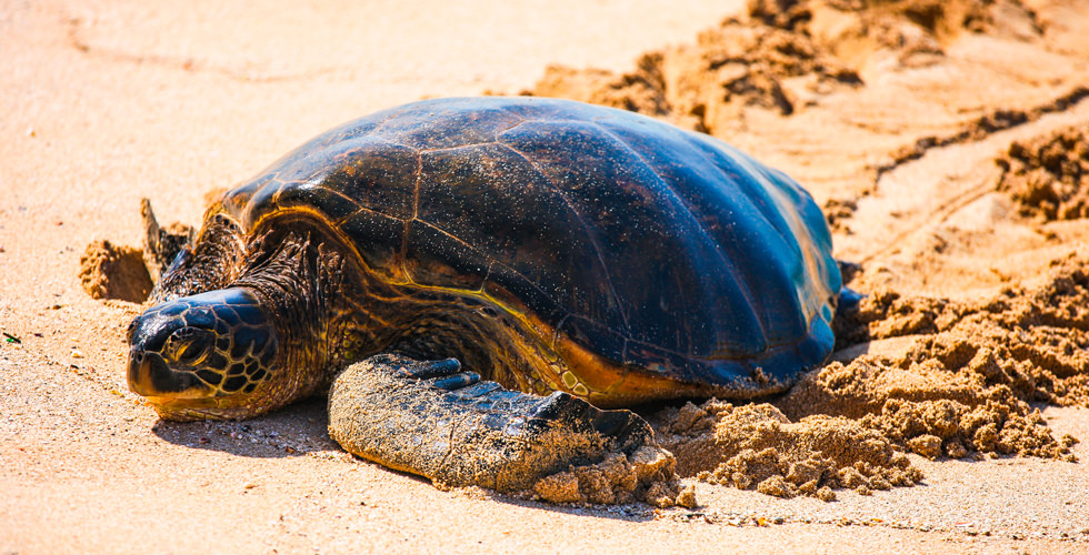 A female green turtle crawls up a sandy beach during peak nesting season in Mozambique, a great place for March scuba diving