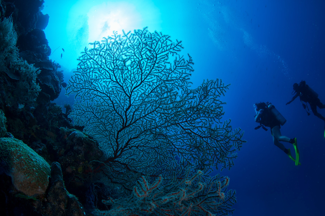 divers exploring underwater with light shining through a coral fan