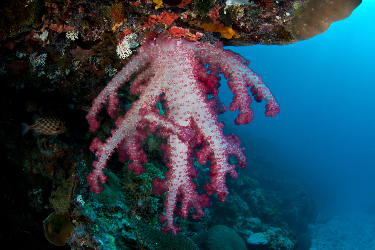 best dive sites in palau ulong channel