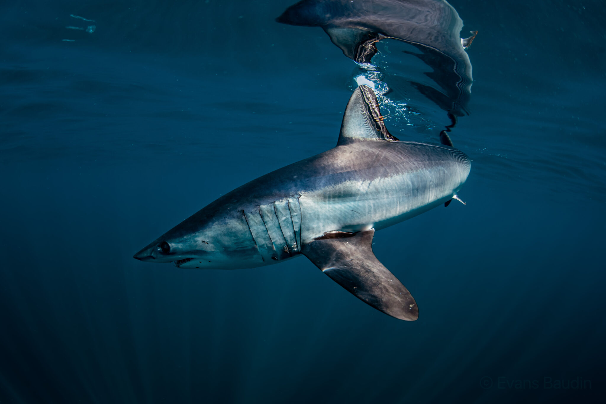 A mako shark swims near the surface of the ocean.