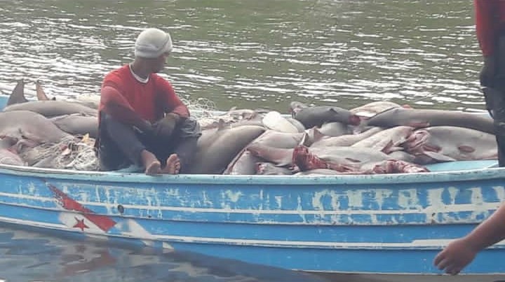 A fisherman in Panama stares at a boat full of shark bodies