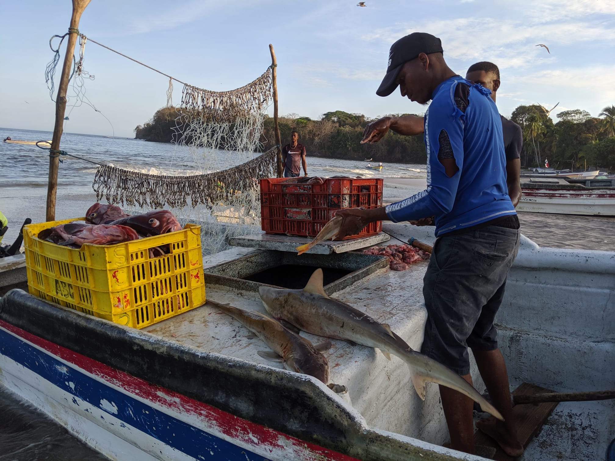 A fisherman in Panama cuts up his daily catch, which includes juvenile sharks.