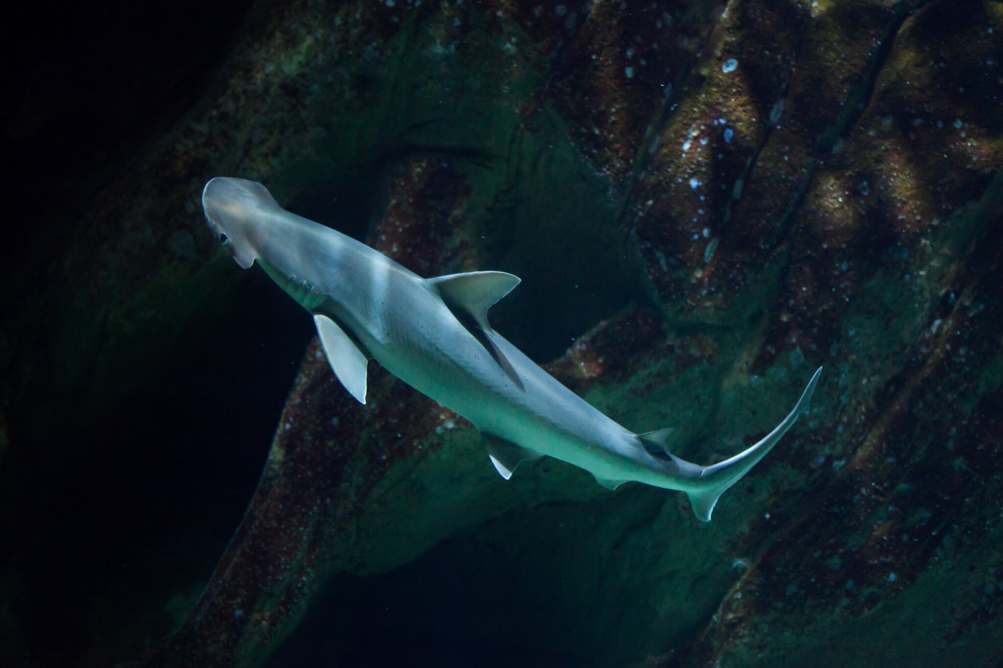 bonnethead sharks fascinating shark species