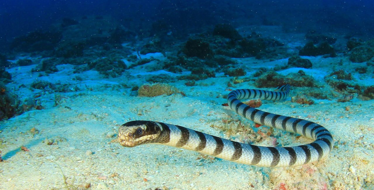 The Top Destinations to Dive and Snorkel With Sea Snakes