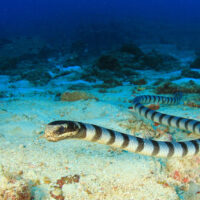 dive with sea snakes banded krait swimming