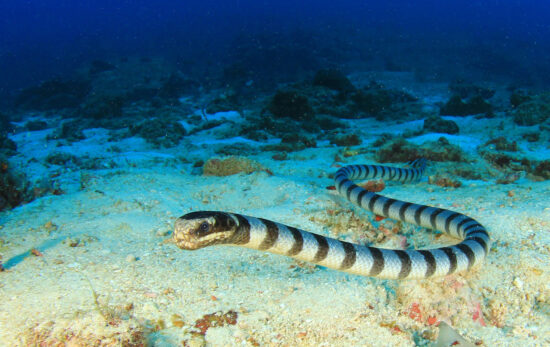 dive with sea snakes banded krait swimming