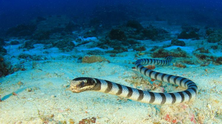 dive with sea snakes banded krait swimming