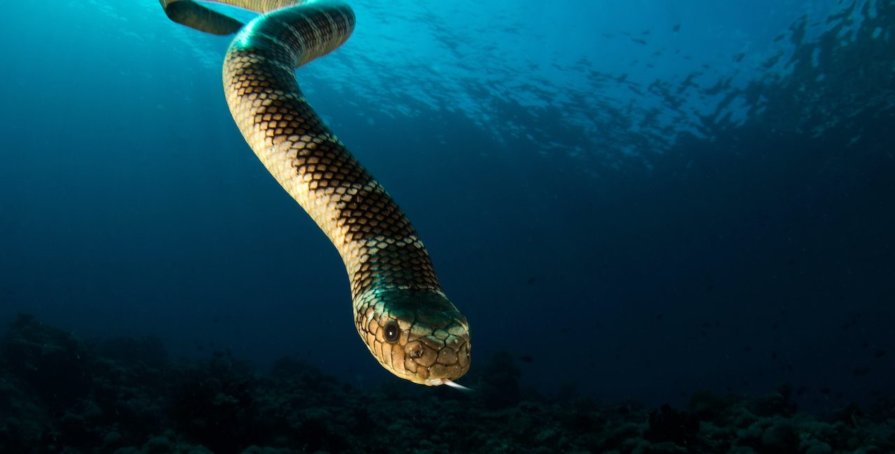12 Toxic Marine Life Species: Look But Don’t Touch