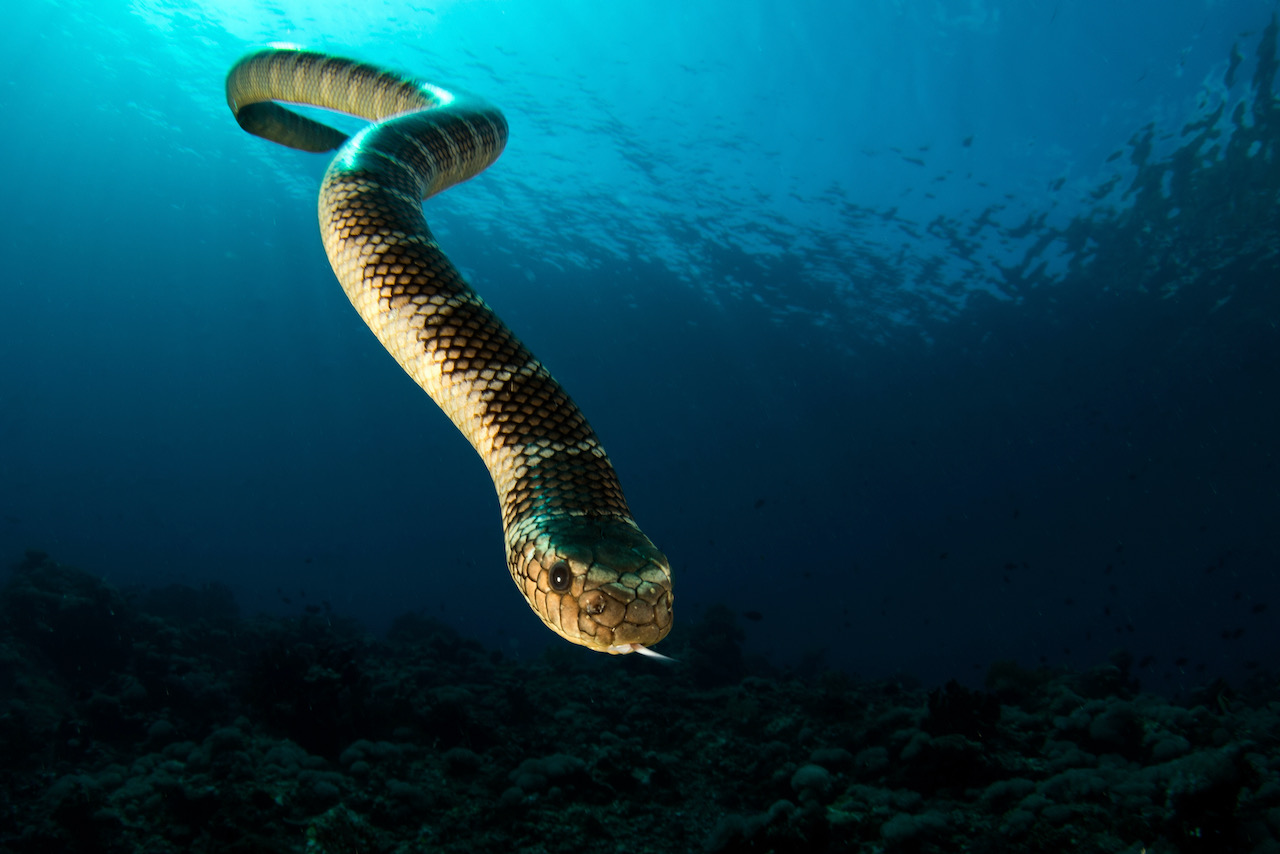 dive with sea snakes snake swimming to camera