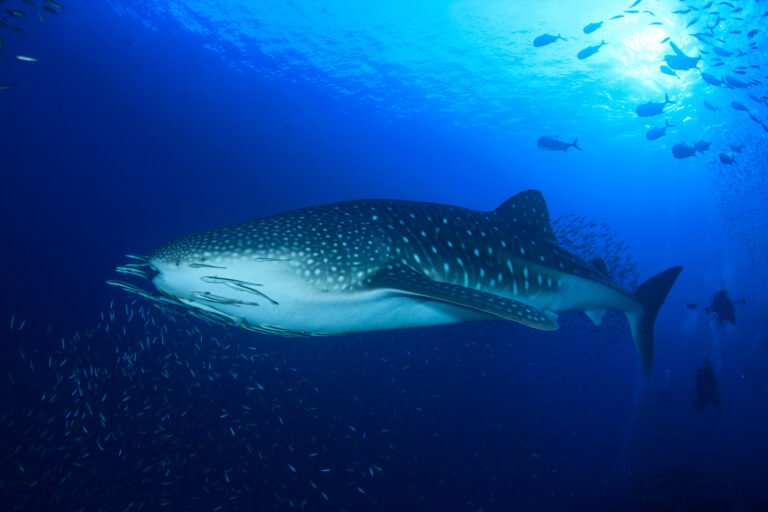 Top 18 Best Places For Diving & Swimming With Whale Sharks