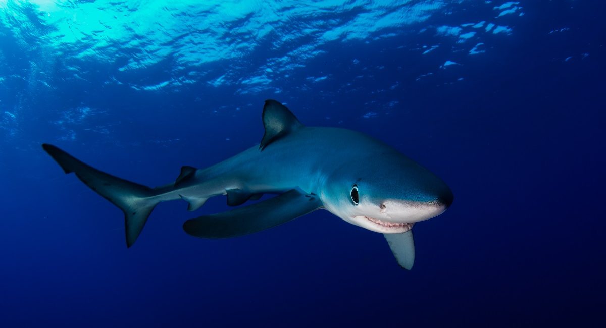 30 Years in Shark Conservation