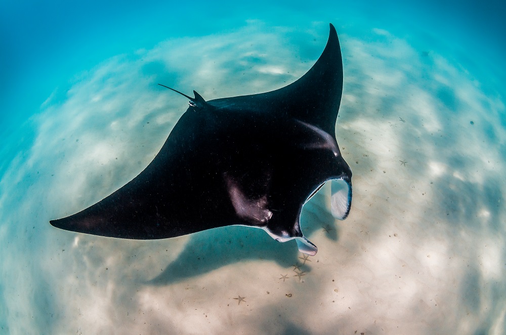 A manta ray swims over a sandy bottom in light blue water