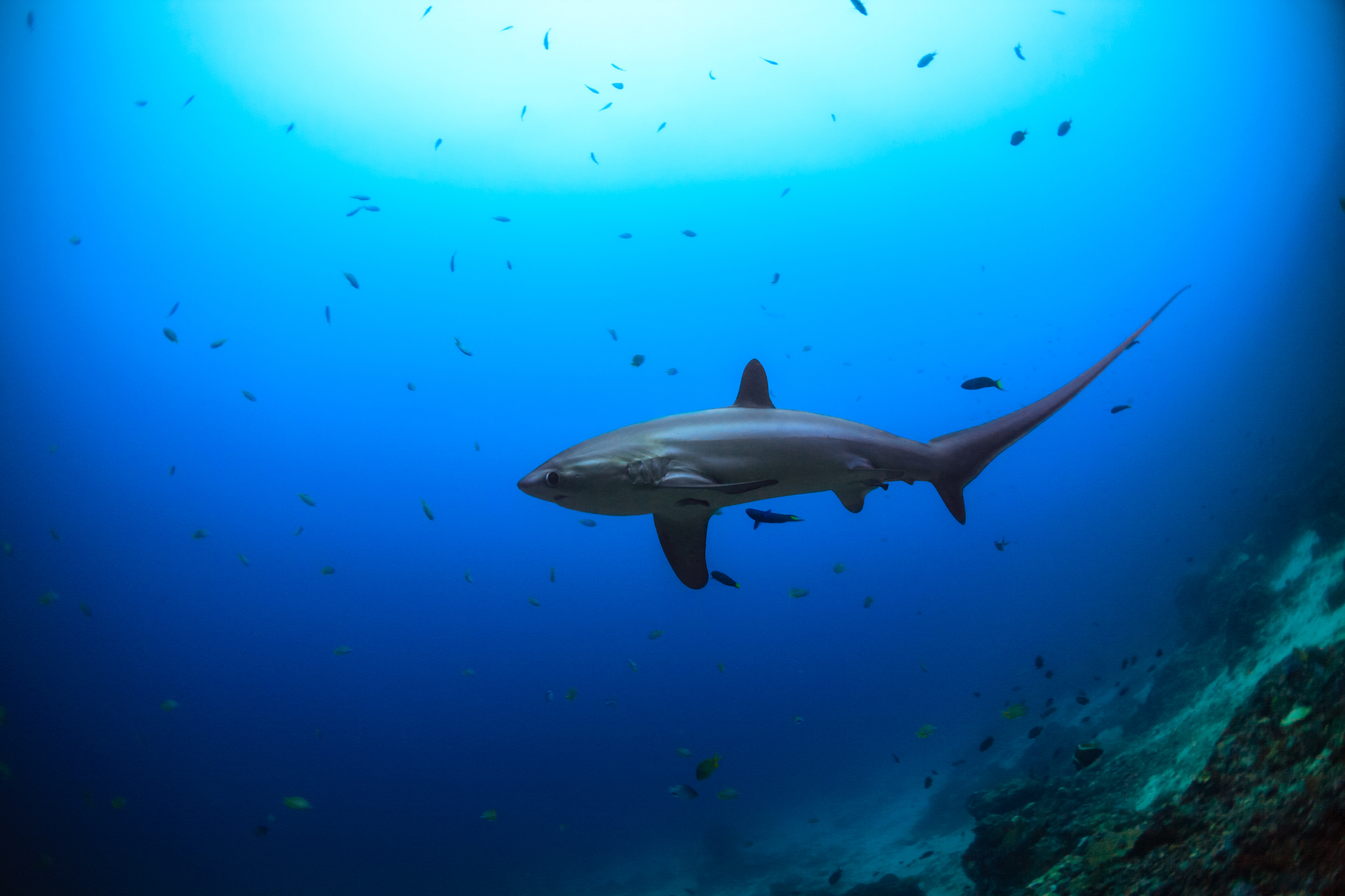 A thresher shark (one of the most popular Philippines animals) at Malapascua Island, one of the best marine life encounters