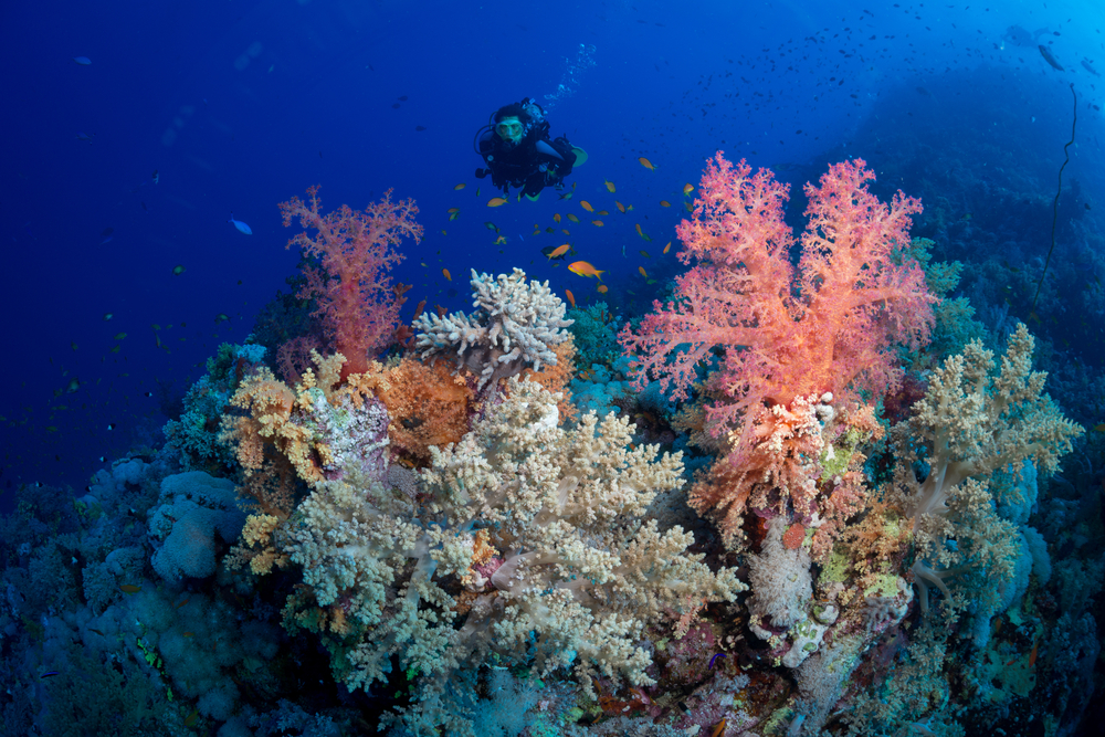 A scuba diver exploring the colorful coral reefs in Egypt, one of the best places in the world to go diving with sharks