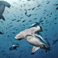 Hammerhead,Shark
