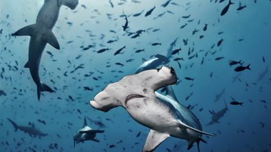 Many hammerhead sharks