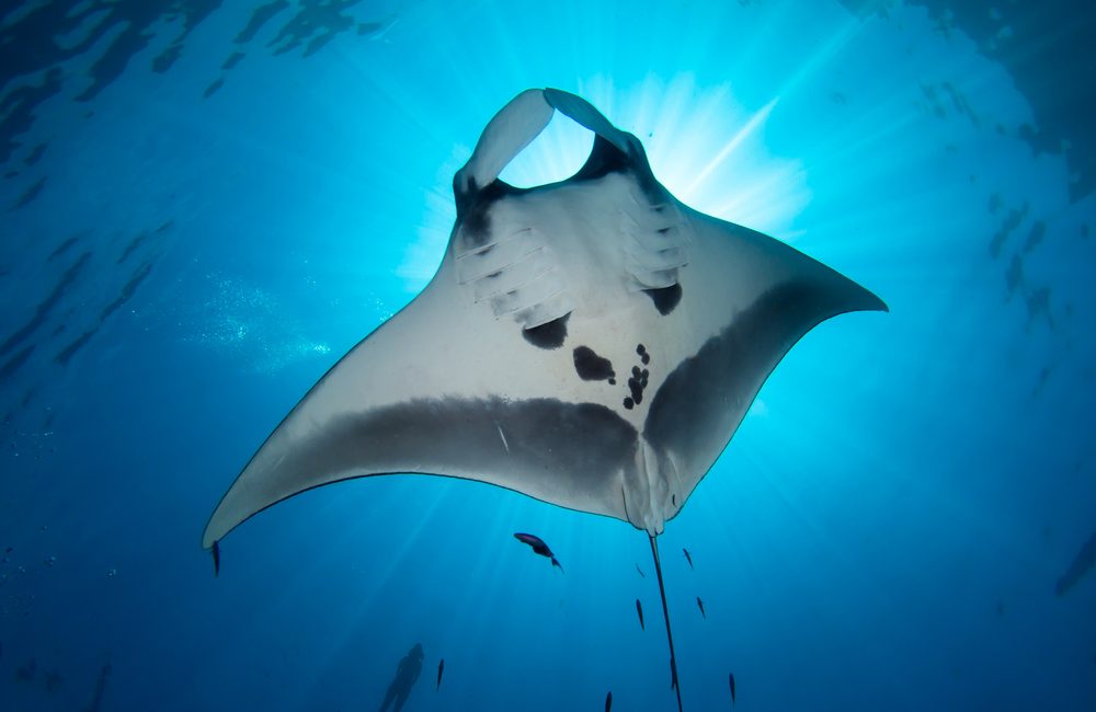 Diving Counteracts Nature-Deficit Disorder