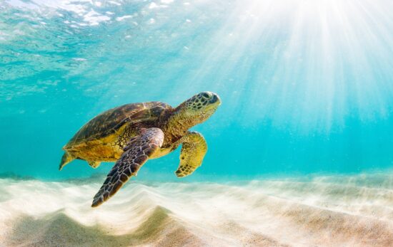 a sea turtle hovers over a sandy bottom as sunbeams shine down from above