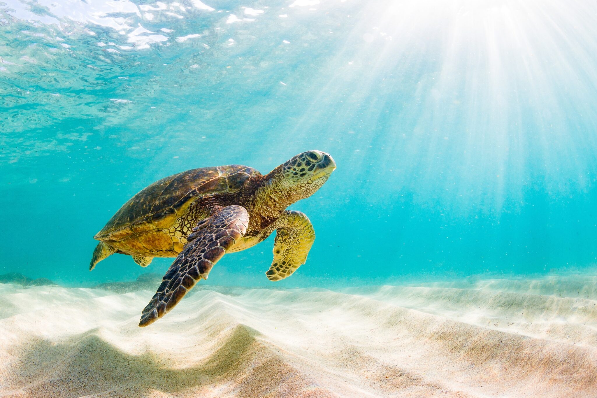 a sea turtle hovers over a sandy bottom as sunbeams shine down from above