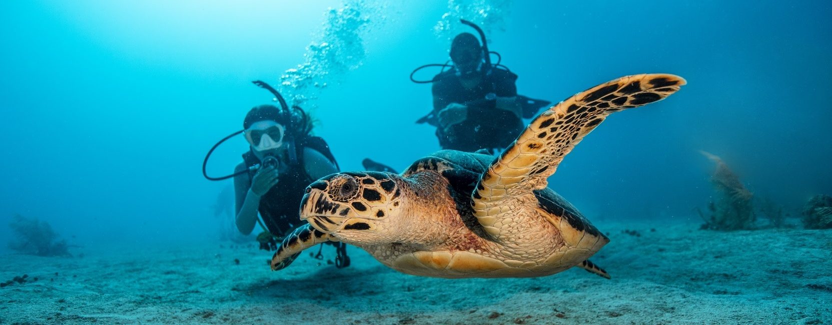 Marine Life in Honduras: Whale Sharks, Turtles & More