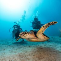 two divers looking at a sea turtle underwater