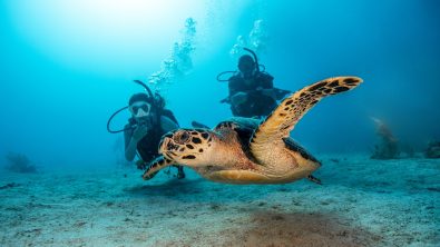 two divers looking at a sea turtle underwater