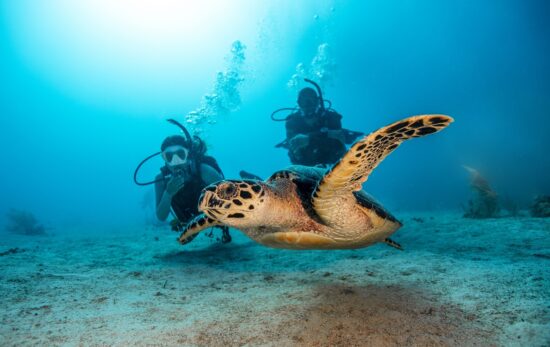 two divers looking at a sea turtle underwater