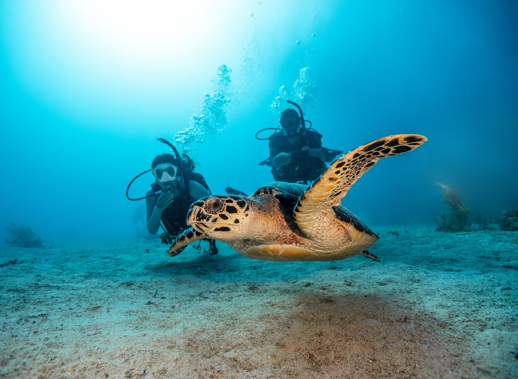 Two new Open Water Divers who have completed their certification and are diving together in the ocean and watching a turtle