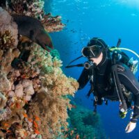Moray eels are common at the best dive sites in Mauritius