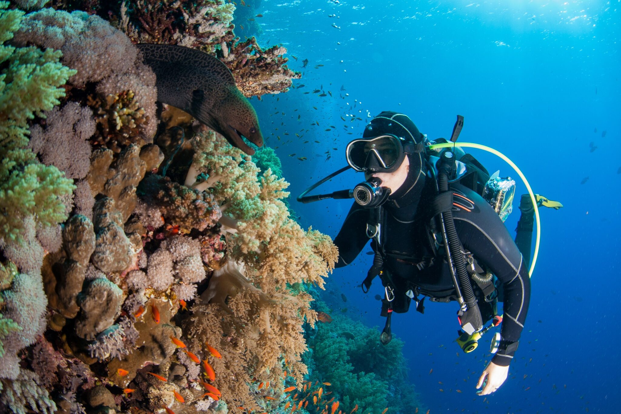 a scuba diver on a wall dive looks at a moray eel