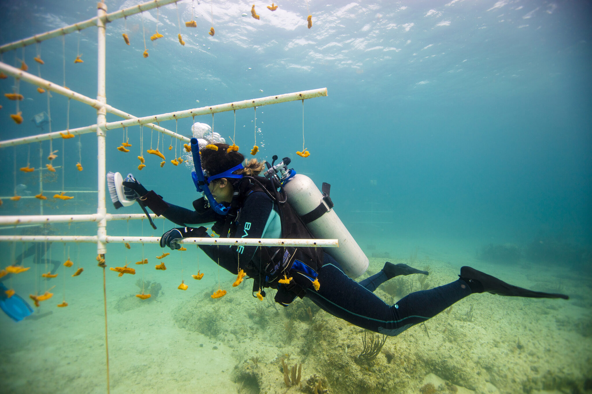 A professional diver doing coral restoration work in the Bahamas, just one of many possible Divemaster jobs for PADI Pros