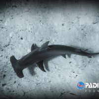 padi aware certification card hammerhead shark card
