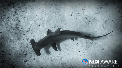 padi aware certification card hammerhead shark card
