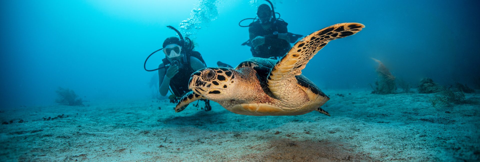 PADI Club Events: One of the Best Benefits of PADI Club Membership