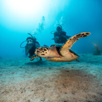 live unfiltered contest open water diver learn to dive