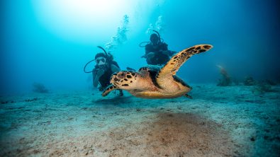 live unfiltered contest open water diver learn to dive