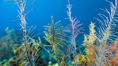 live unfiltered nature unfiltered coral in grand cayman save the ocean